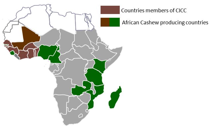 The Consultative International Cashew Council Boasts Of Nine Member Countries Snrd Africa